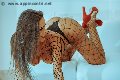 Foto Annunci Eros Alessandra Fogaca Transescort Benevento 3447995574 - 27
