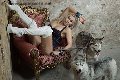 Foto Annunci Eros Mistress Katerin Mistress Modena 3664856160 - 208