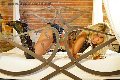 Foto Annunci Eros Monica Kicelly Transescort Rimini 3245833097 - 20