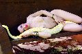 Foto Annunci Eros Belovie Transescort Lido Di Camaiore 3533134168 - 16