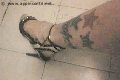 Foto Annunci Eros Suzana Pantera Trans Foggia 3929724965 - 52